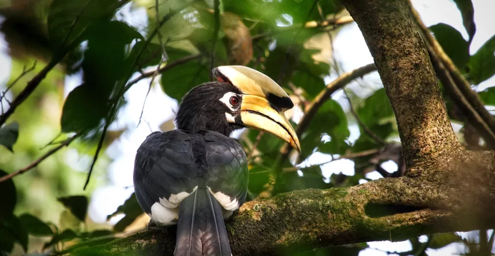 Hornbill at Chitwan National Park