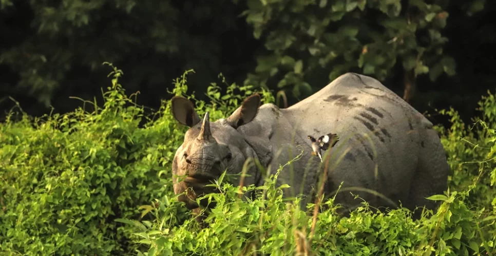 Rhino in Chitwan National Park