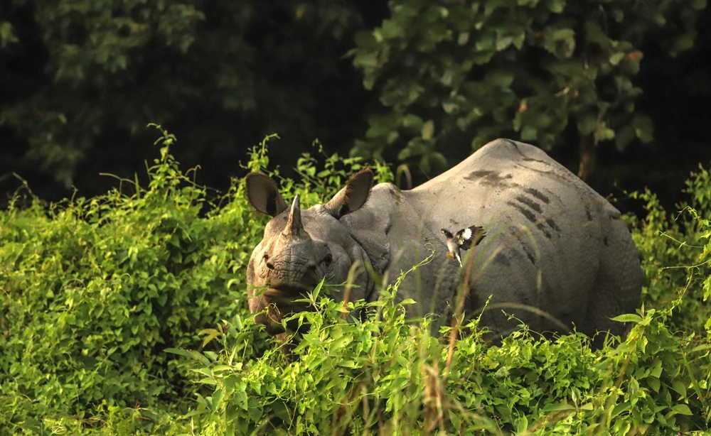 Rhino in Chitwan National Park
